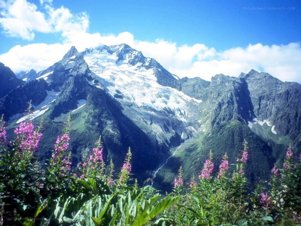 Snow-capped mountain with wildflowers