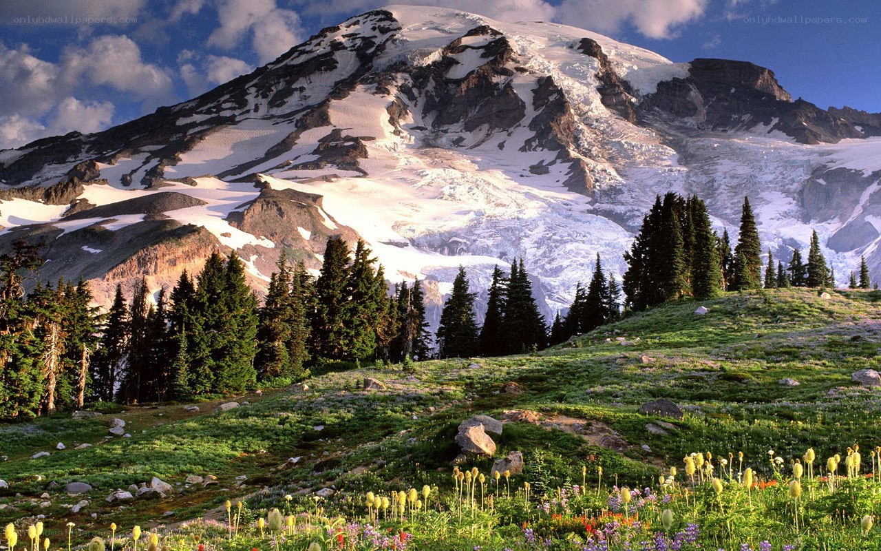 Snow-capped mountain with wildflowers