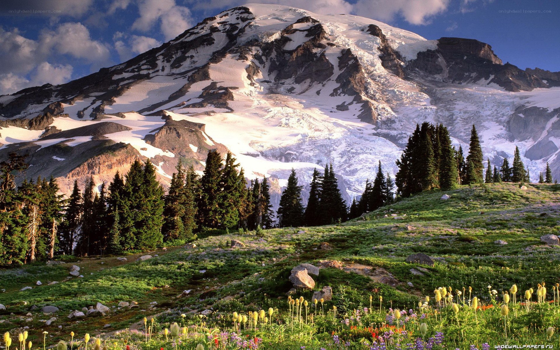 Snow-capped mountain with wildflowers