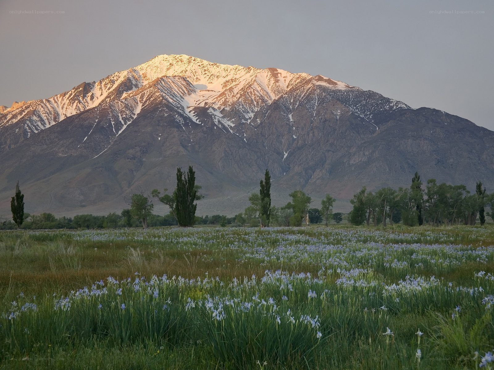 Snow-capped mountain with wildflowers