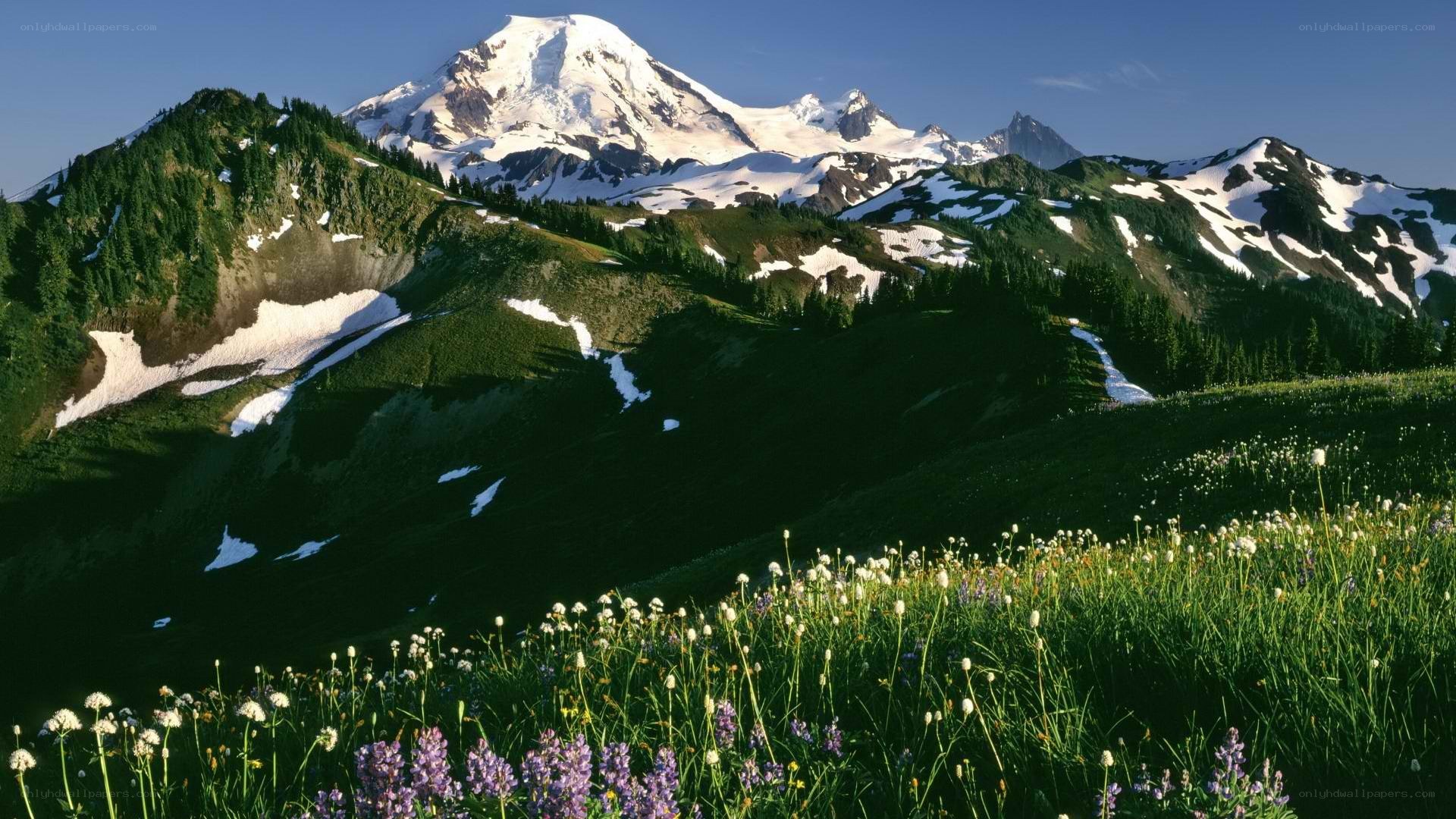 Snow-capped mountain with wildflowers