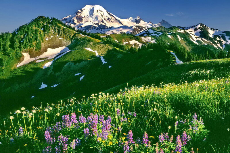 Snow-capped Mountain with Wildflowers — Green