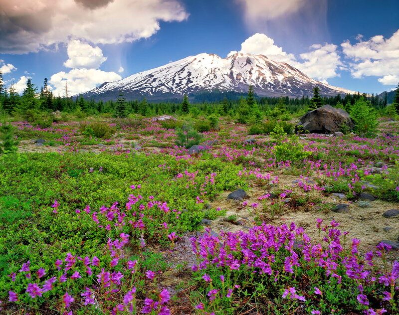 Snow-capped Mountain with Wildflowers — Purple