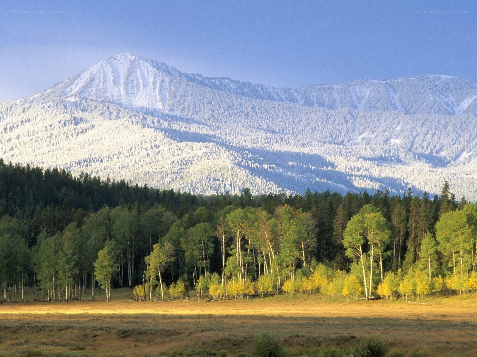 Snow-capped mountains and autumn trees