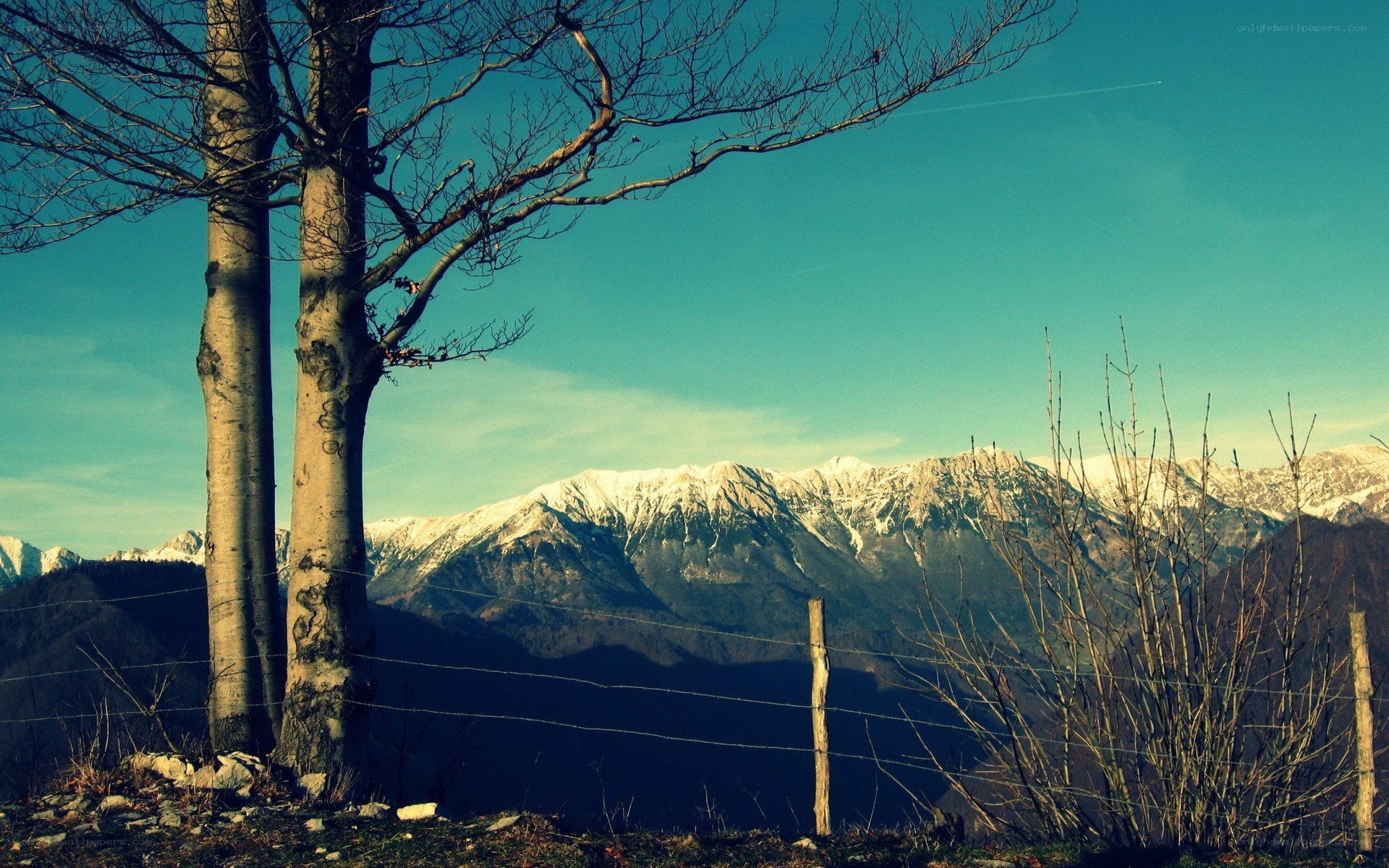 Snow-capped mountains and bare trees
