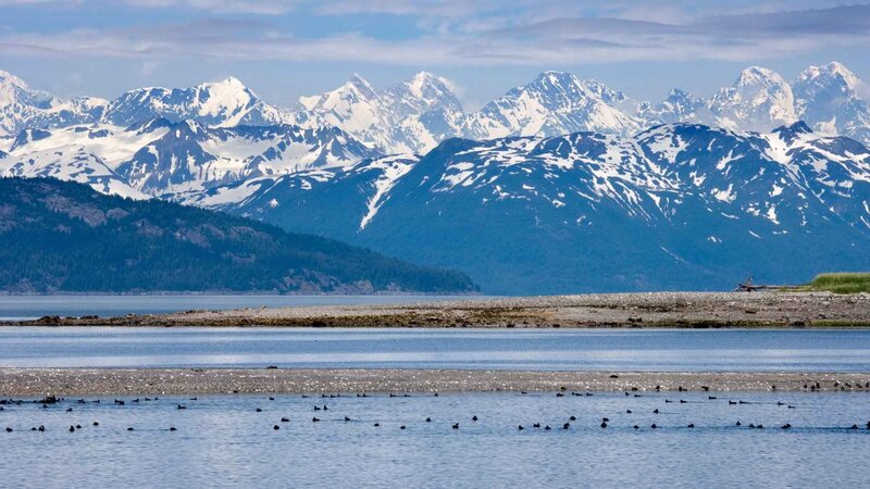 snow-capped mountains and coastal birds