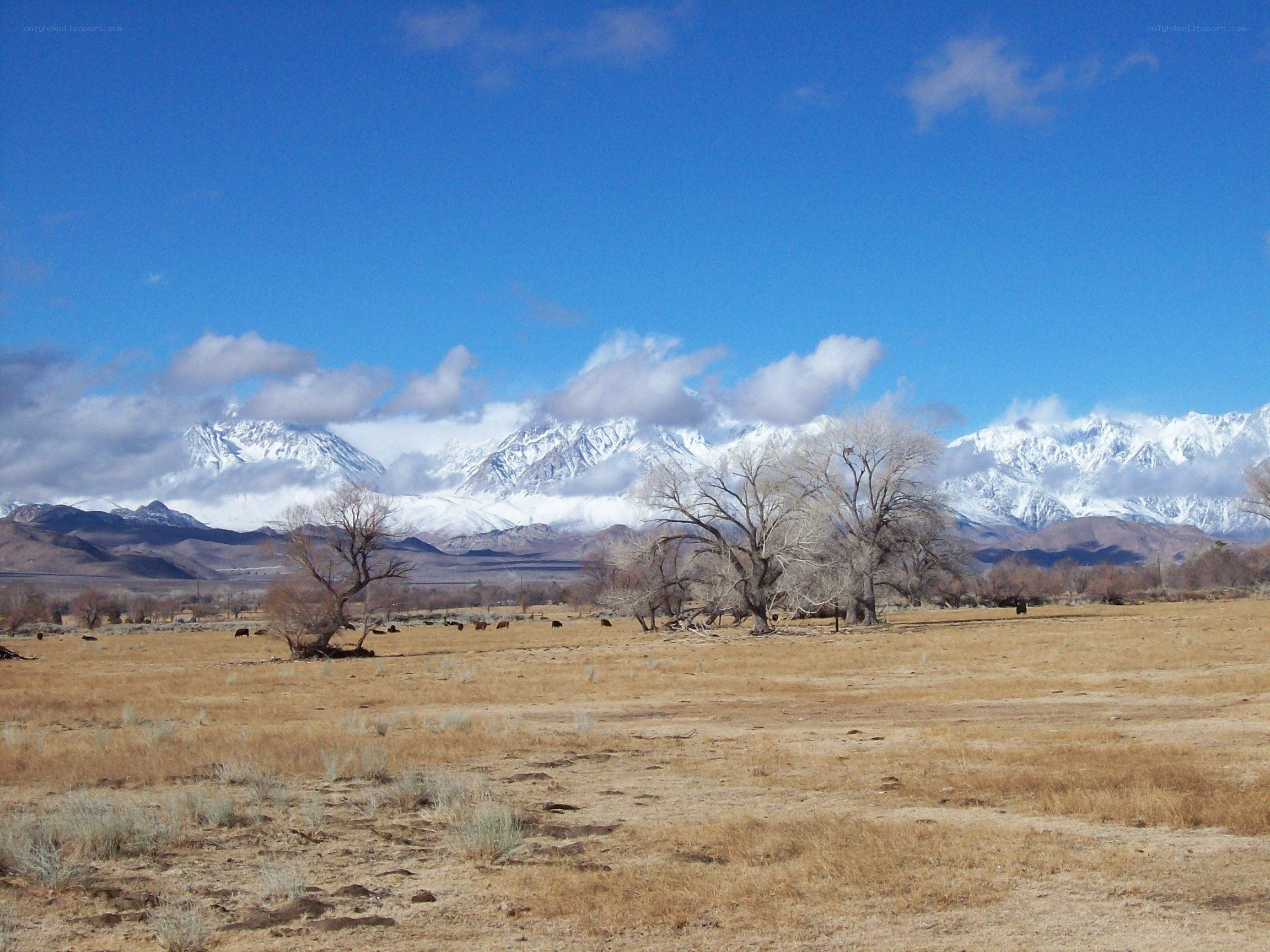 snow-capped mountains and dry field