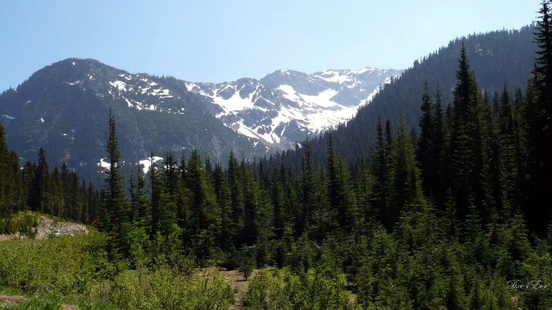 snow-capped mountains and evergreen forest