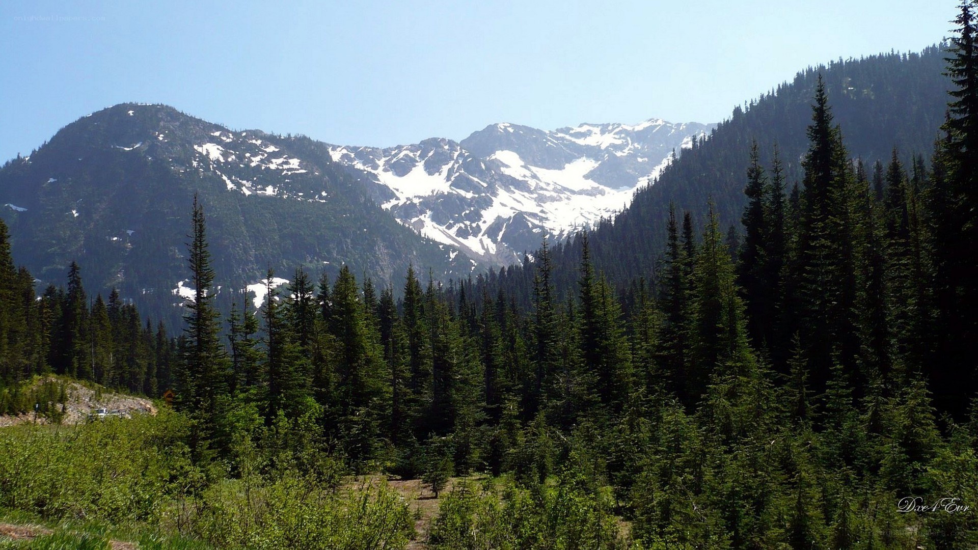 snow-capped mountains and evergreen forest