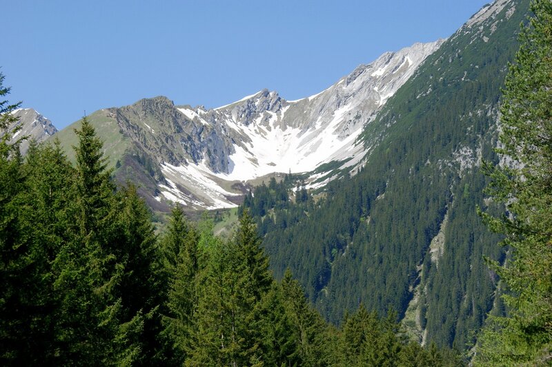 snow-capped mountains and evergreen forest
