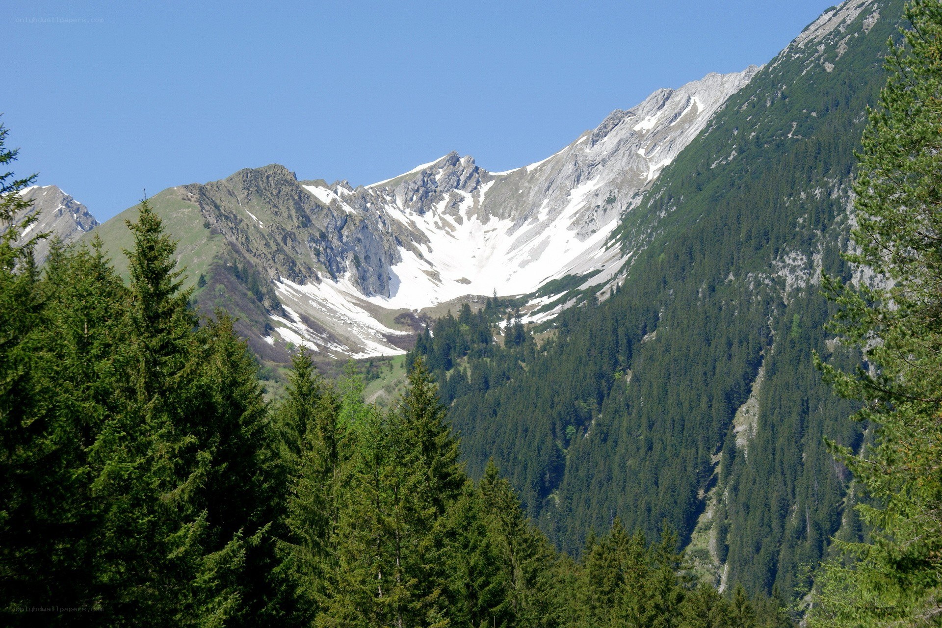 snow-capped mountains and evergreen forest