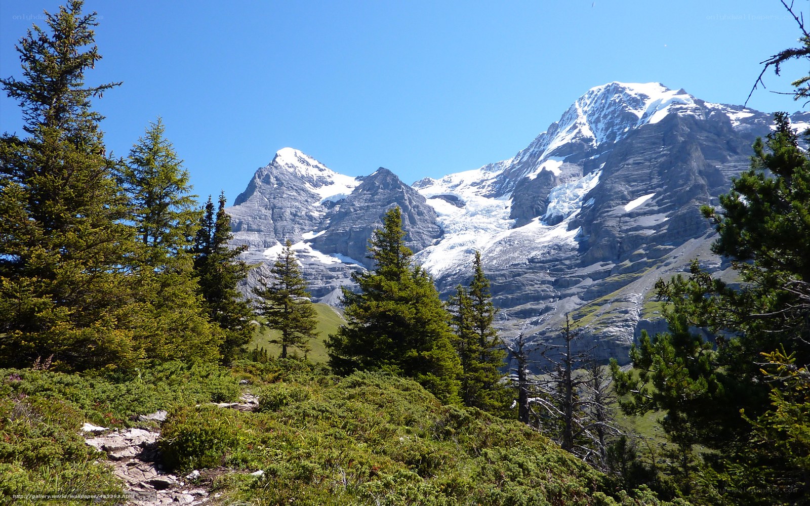 Snow-capped mountains and evergreen trees