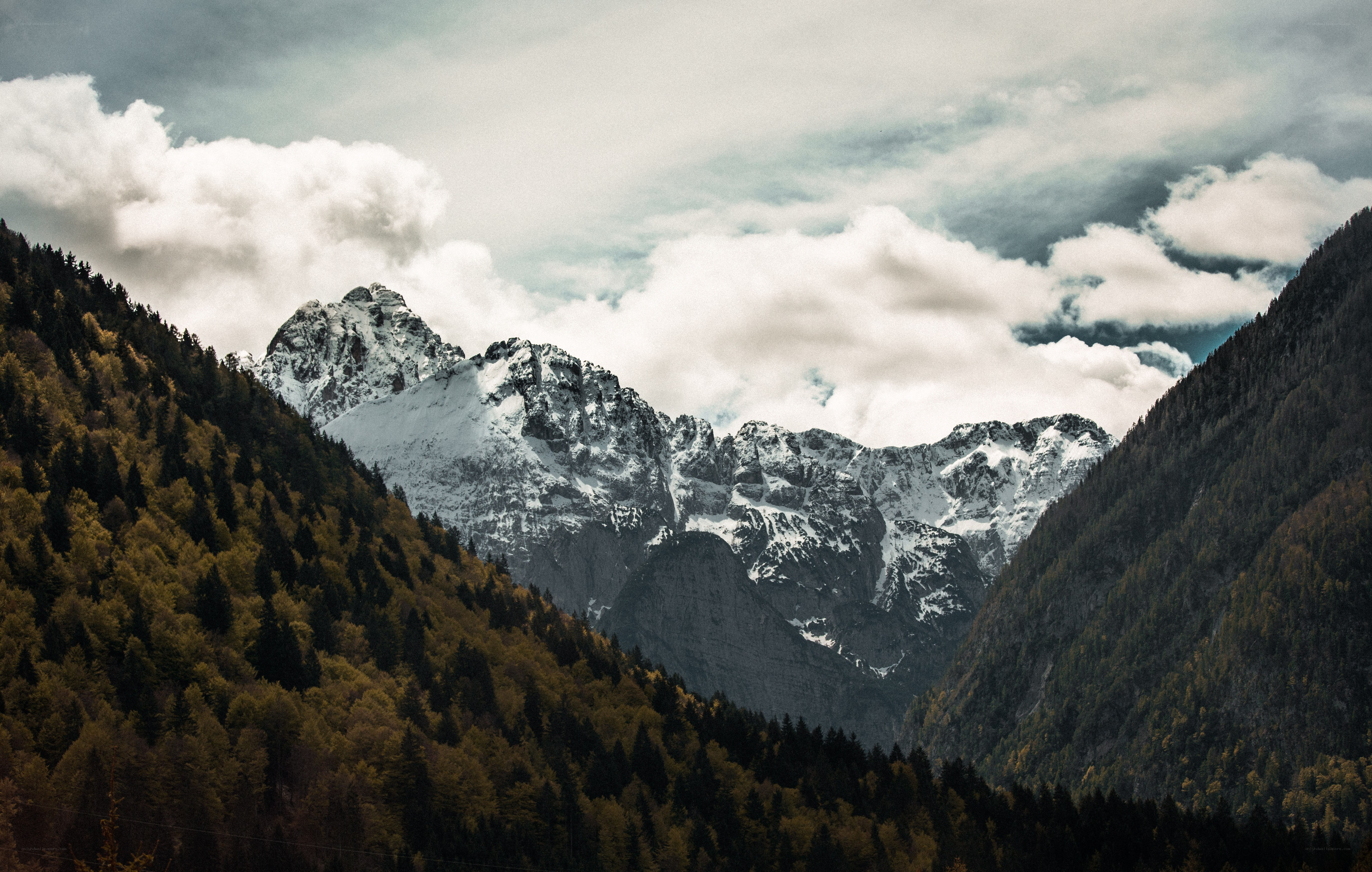 Snow-capped mountains and forest