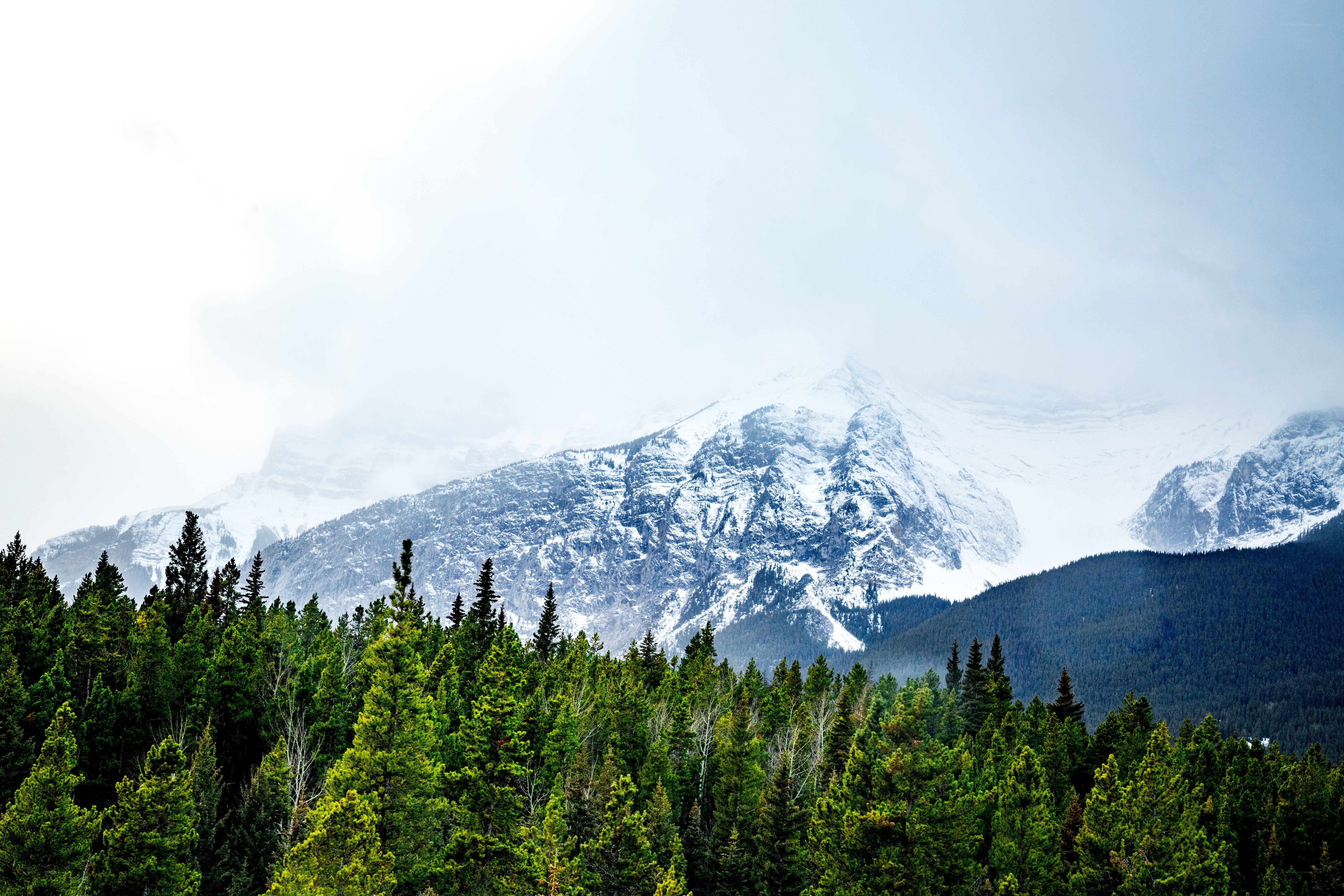 snow-capped mountains and forest