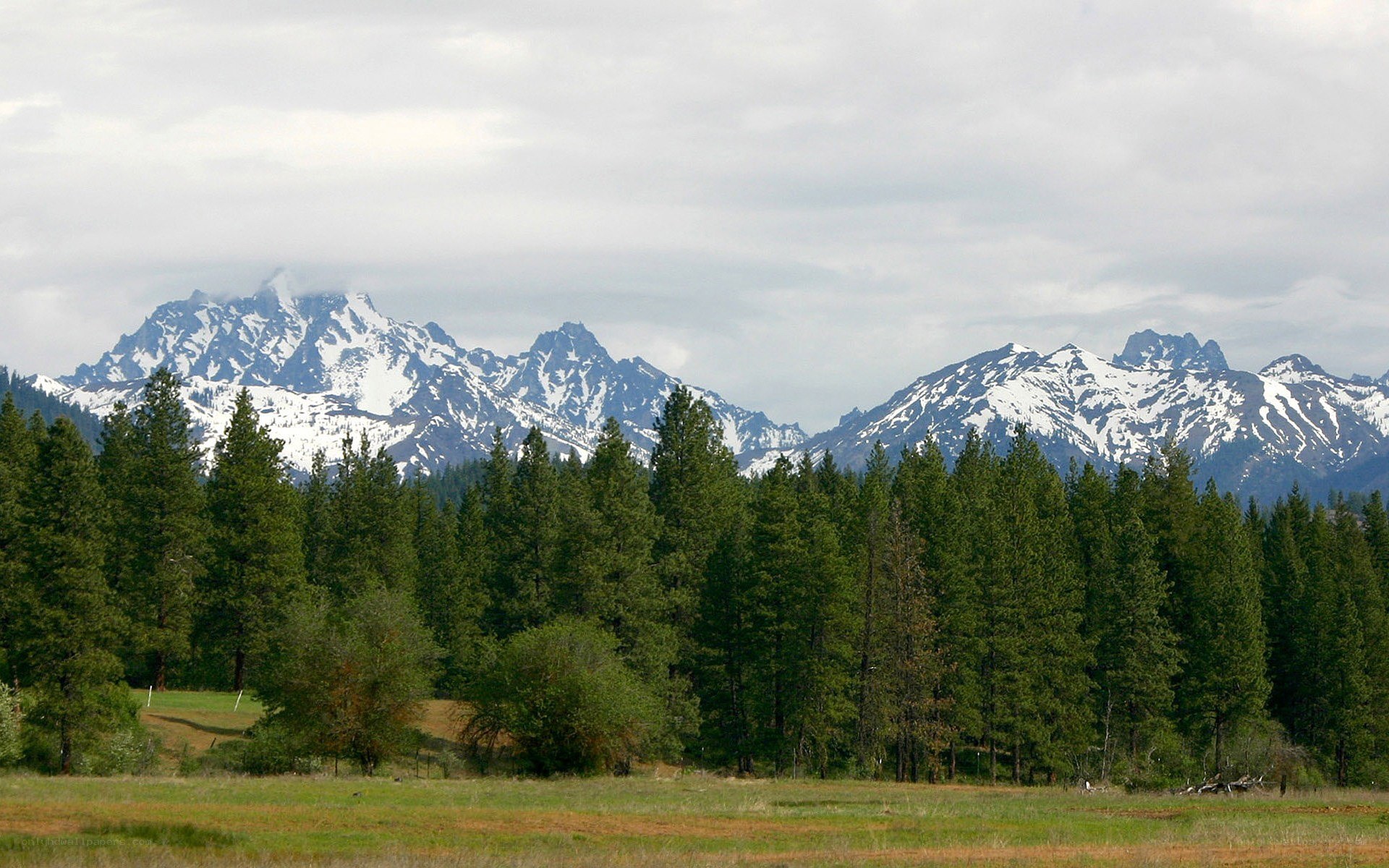 snow-capped mountains and forest