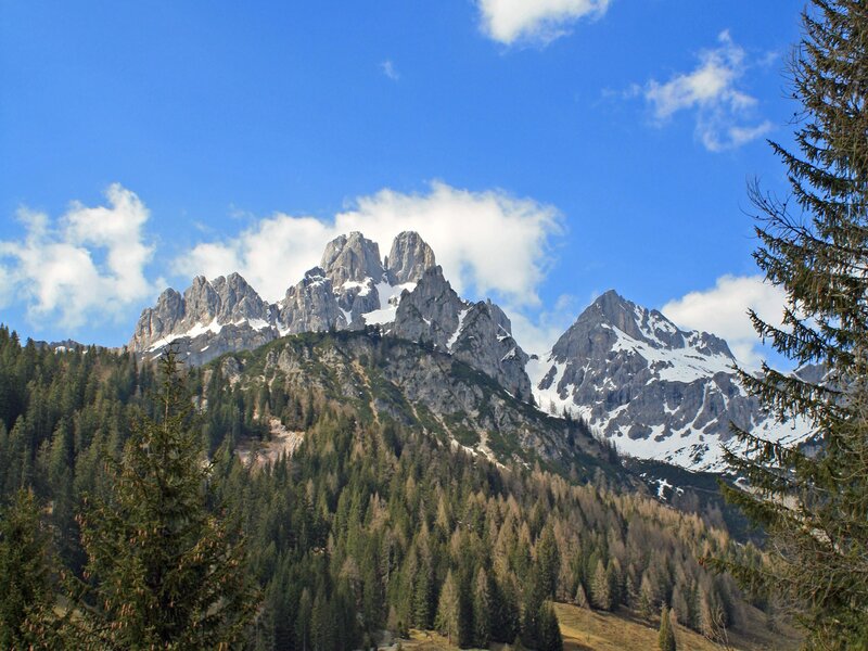 Snow-capped mountains and forest