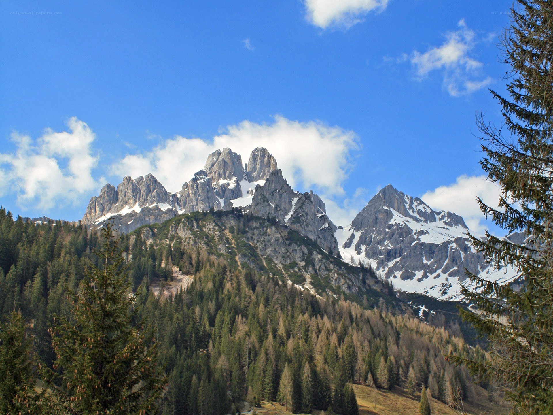 Snow-capped mountains and forest