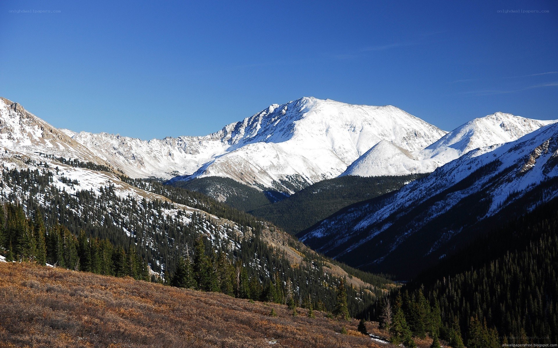 snow-capped mountains and forest