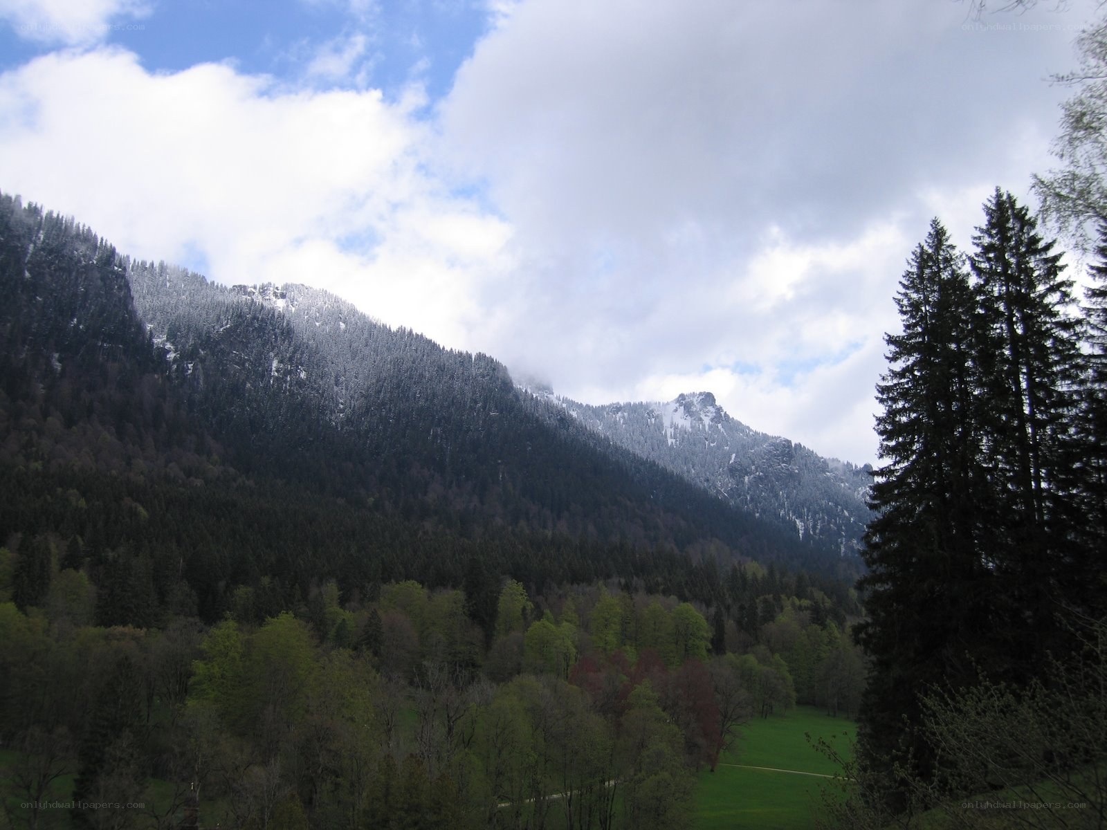 Snow-capped mountains and forest