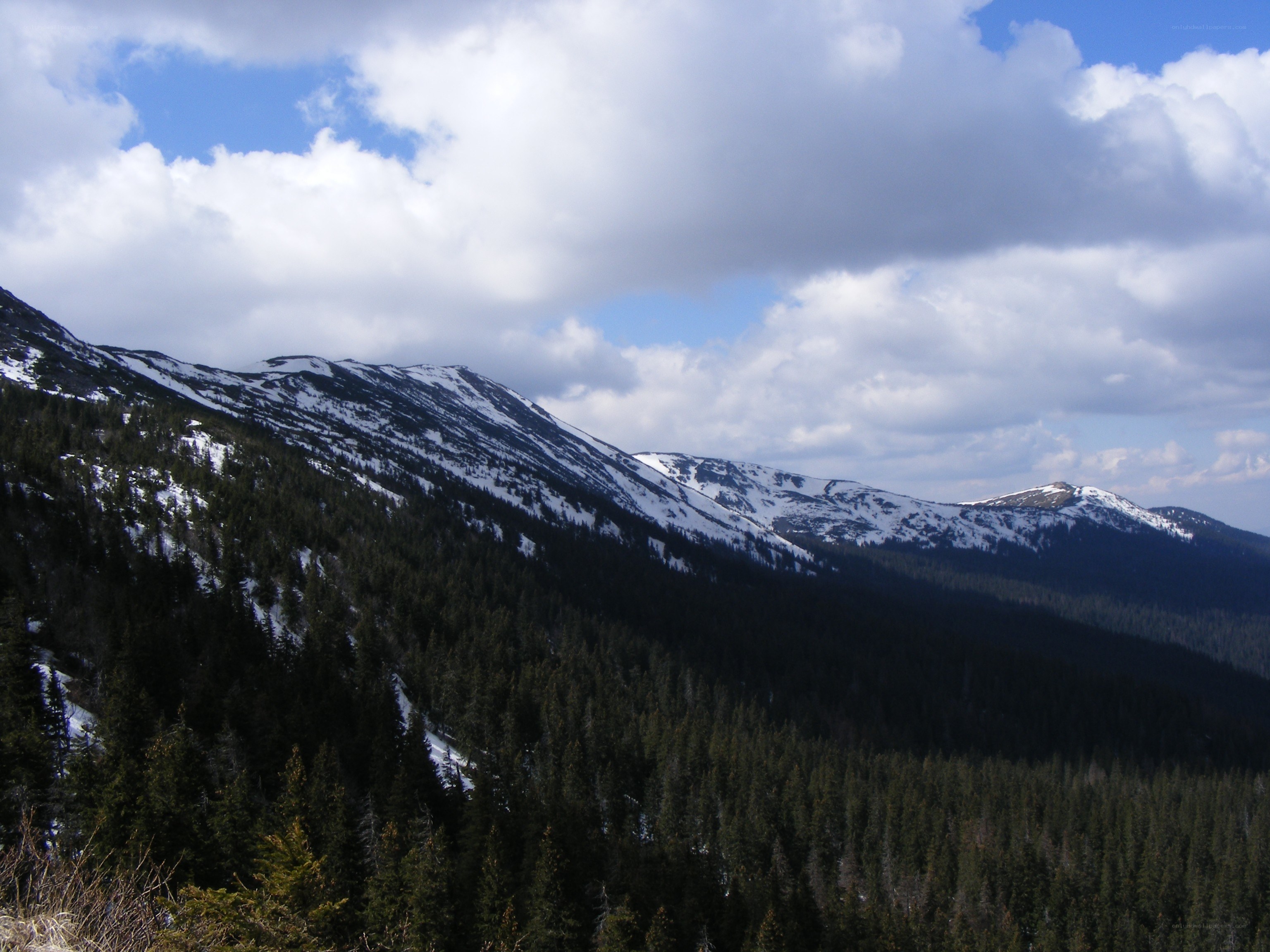 snow-capped mountains and forest