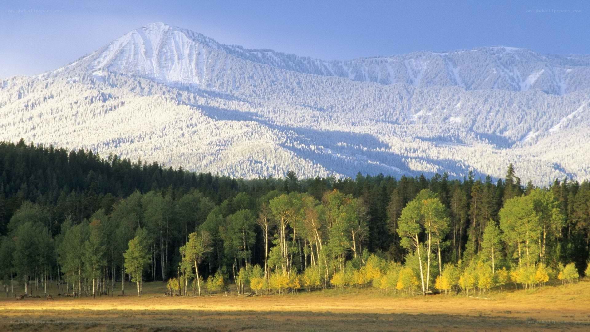 snow-capped mountains and forest