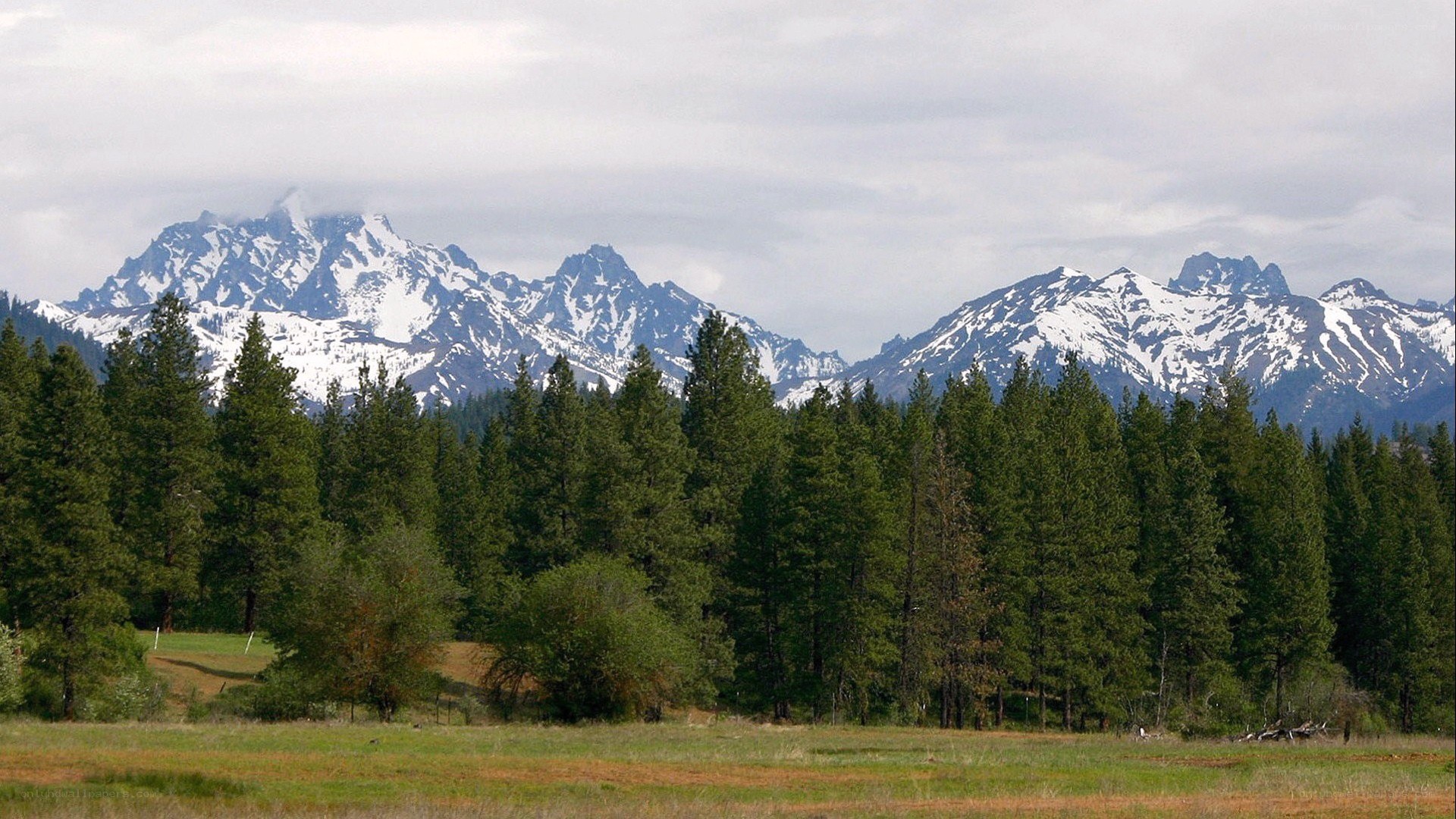snow-capped mountains and forest