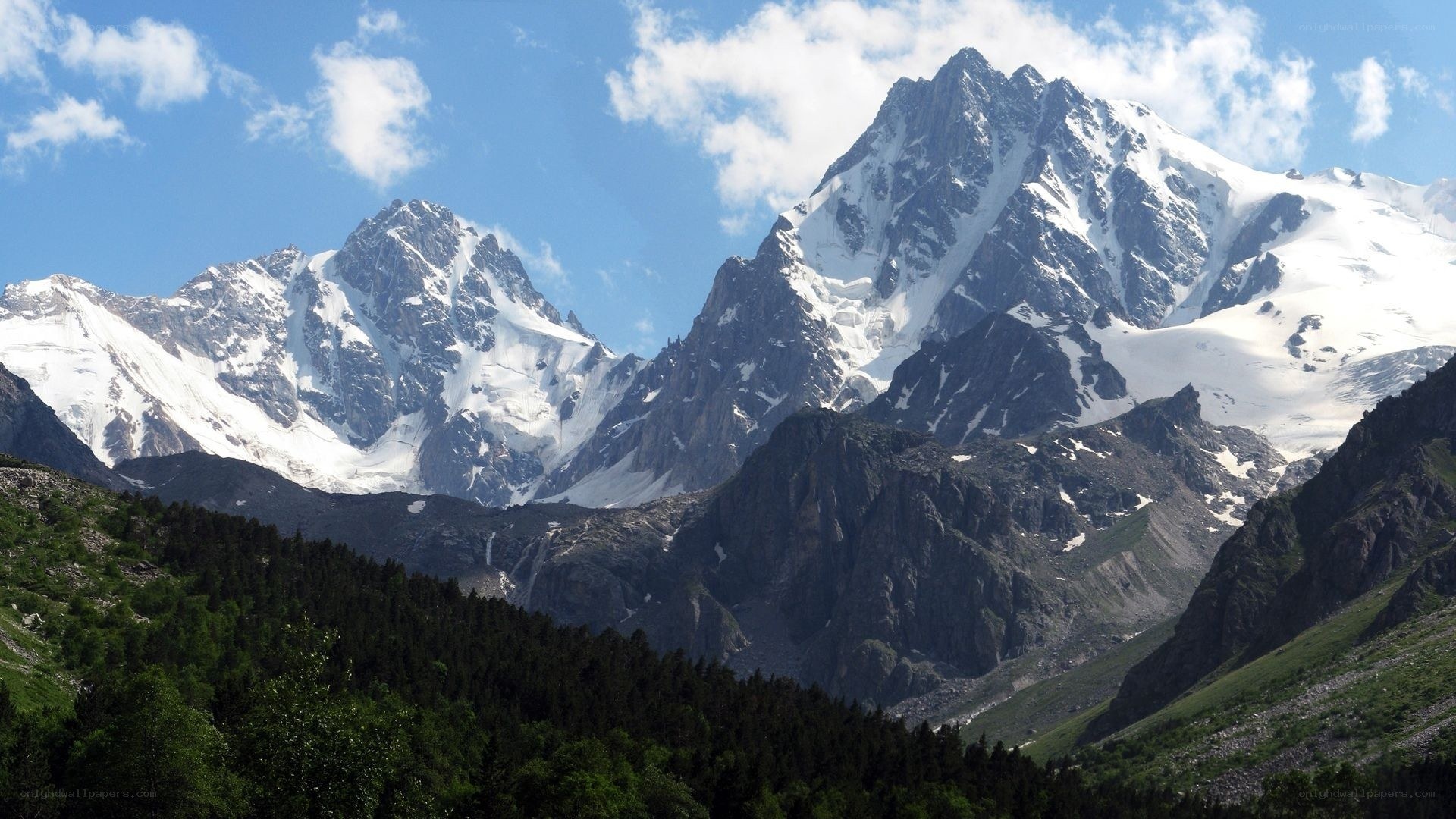 snow-capped mountains and forest