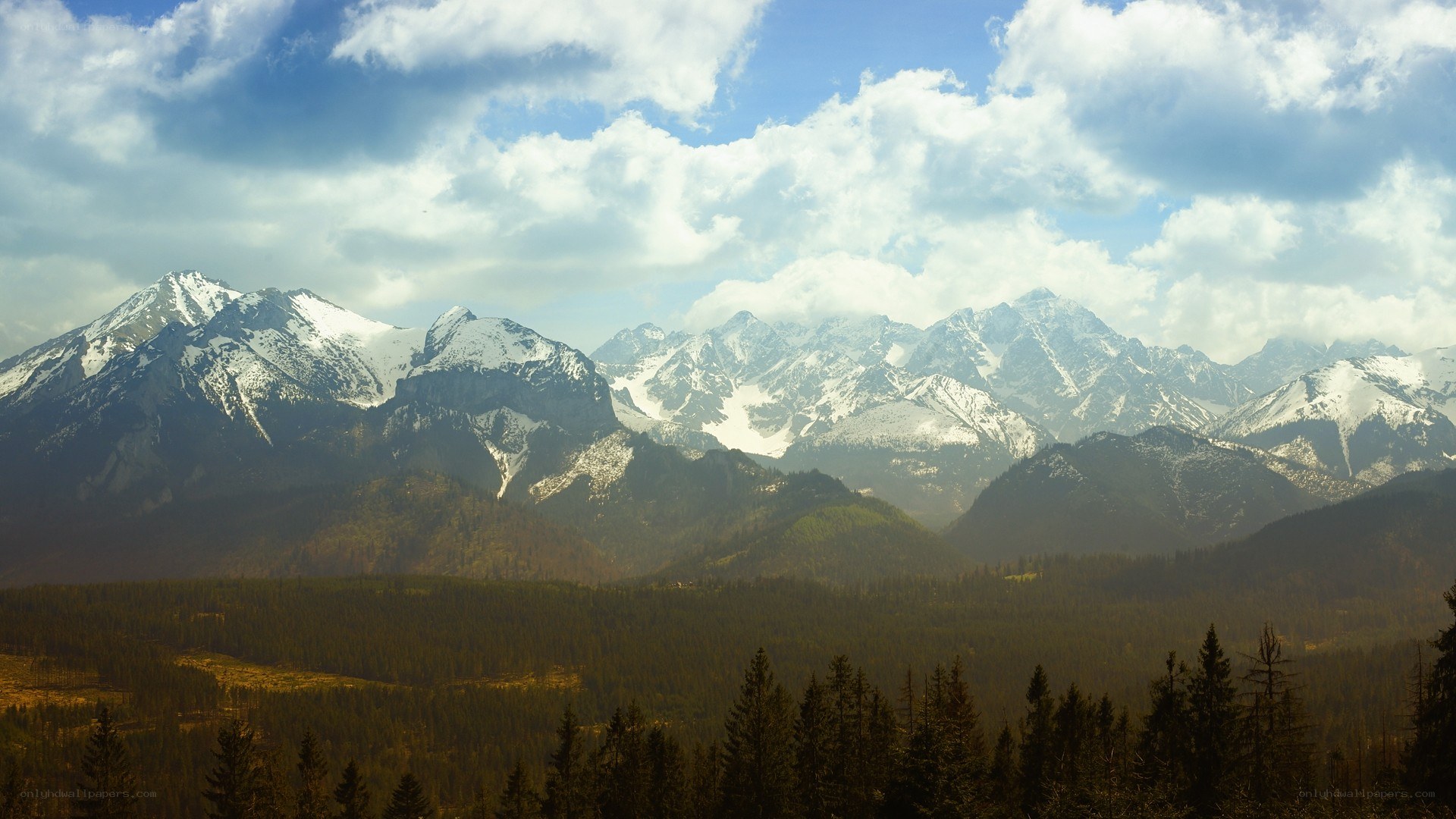 snow-capped mountains and forest