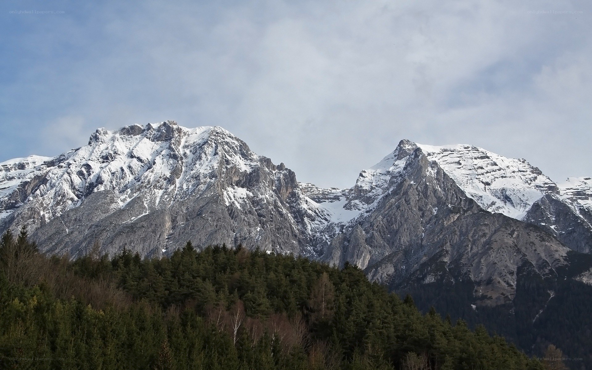 snow-capped mountains and forest