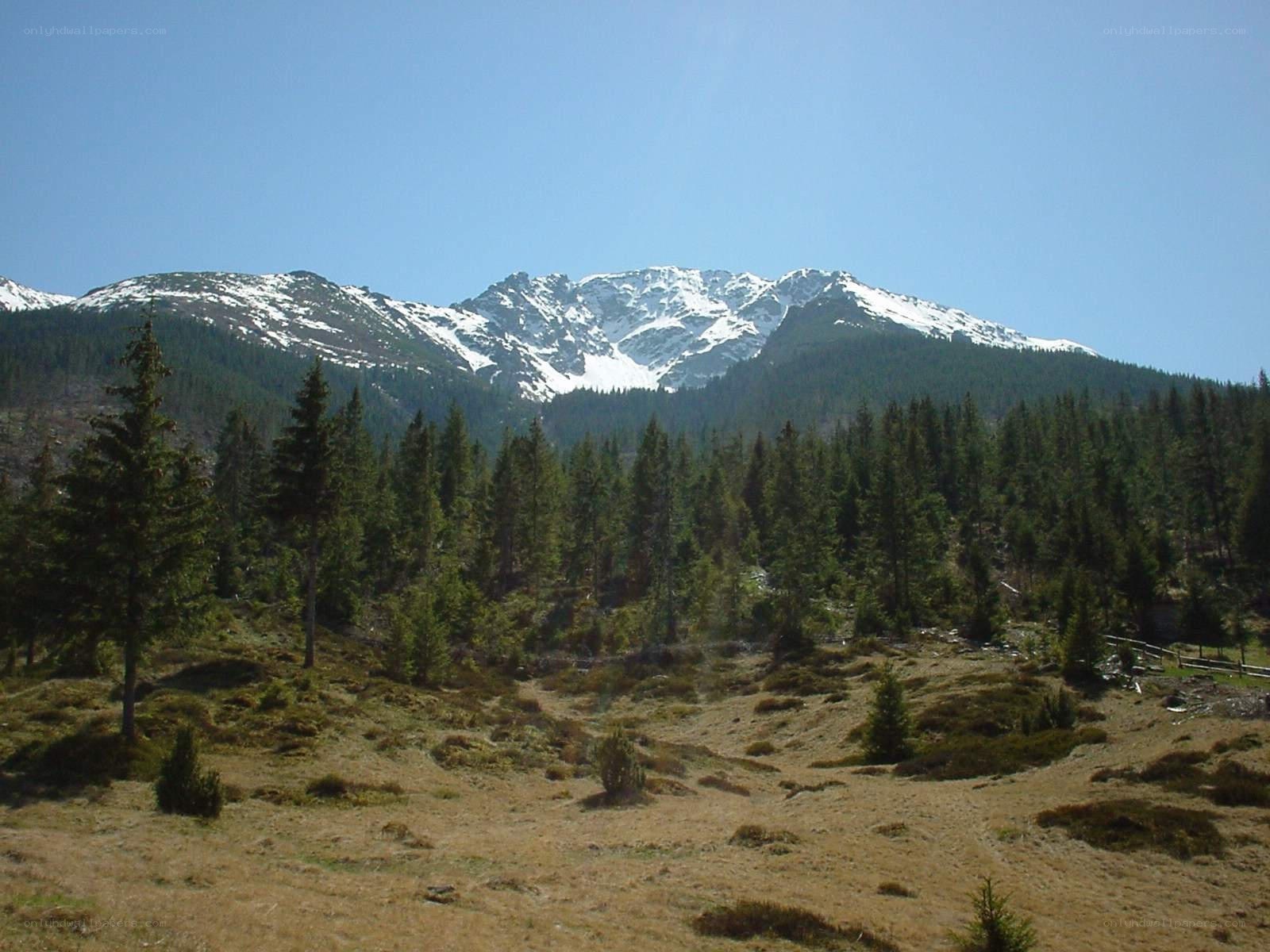 snow-capped mountains and forest