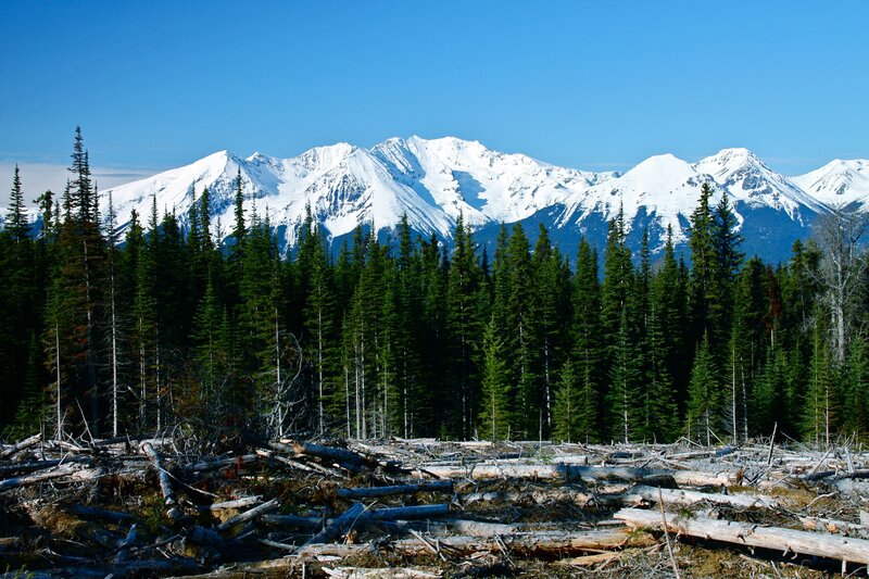 Snow-capped mountains and forest
