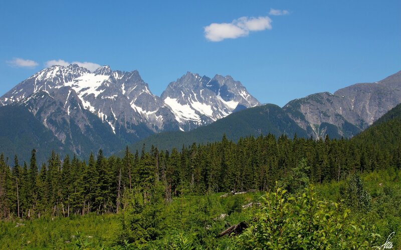 Snow-capped mountains and forest