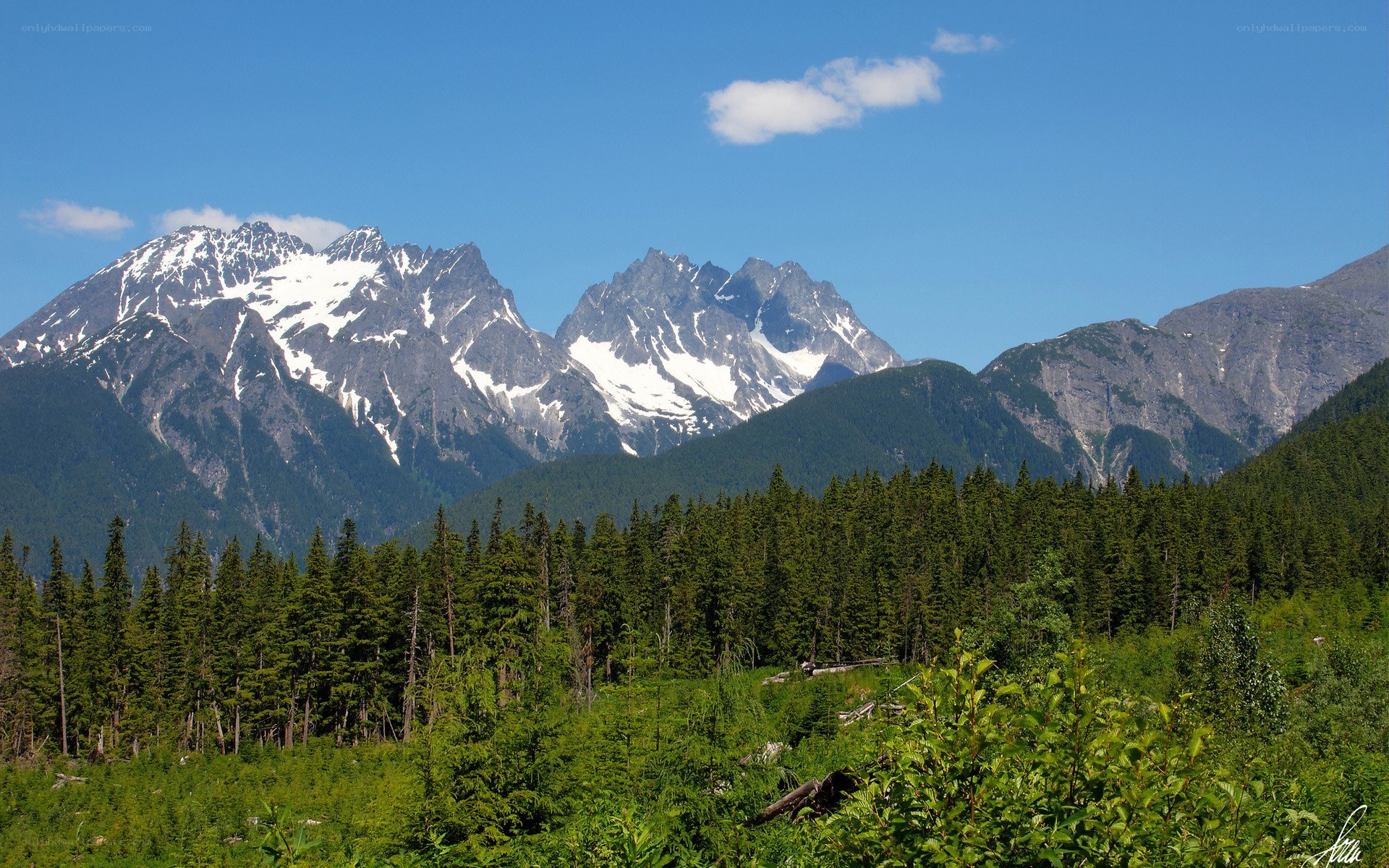 Snow-capped mountains and forest
