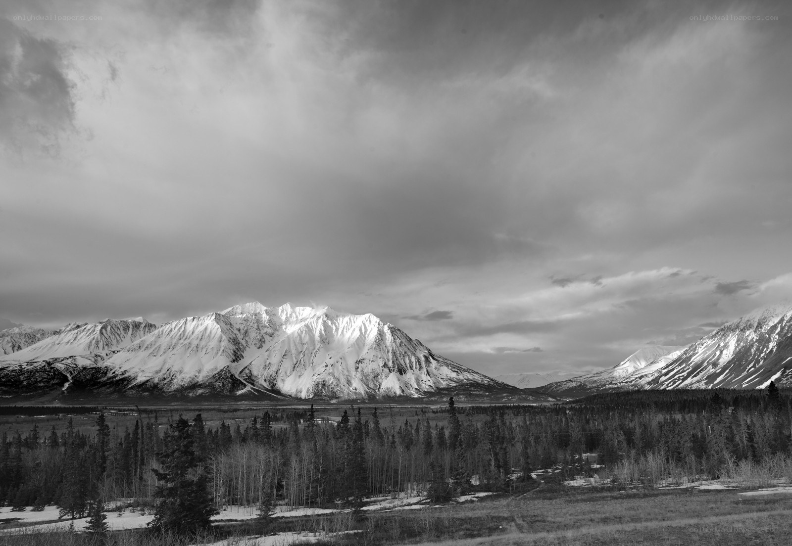 snow-capped mountains and forest