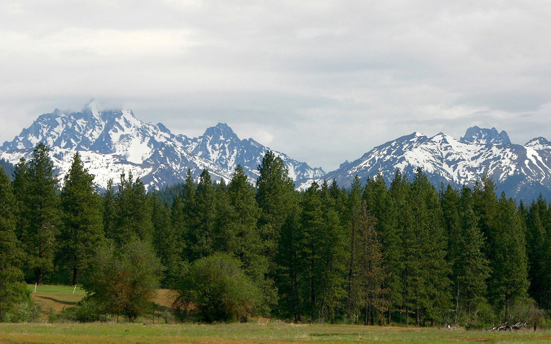 snow-capped mountains and forest