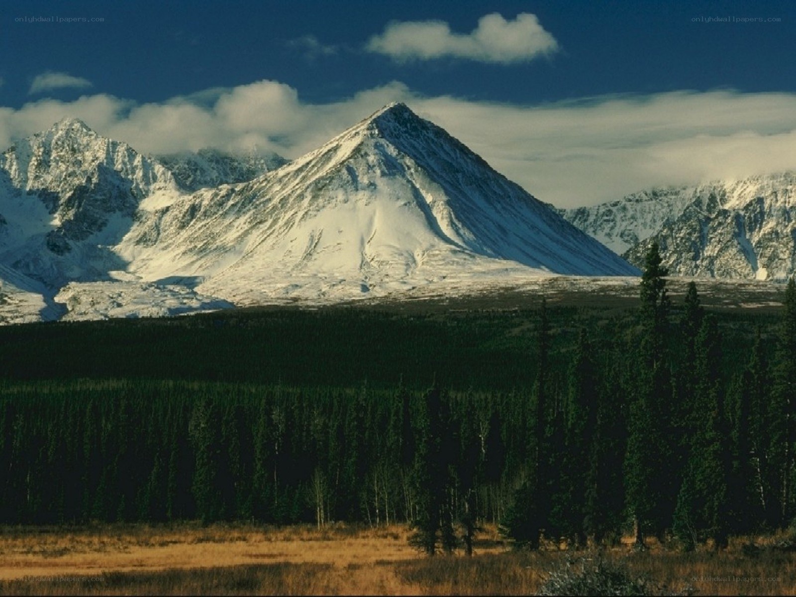 snow-capped mountains and forest