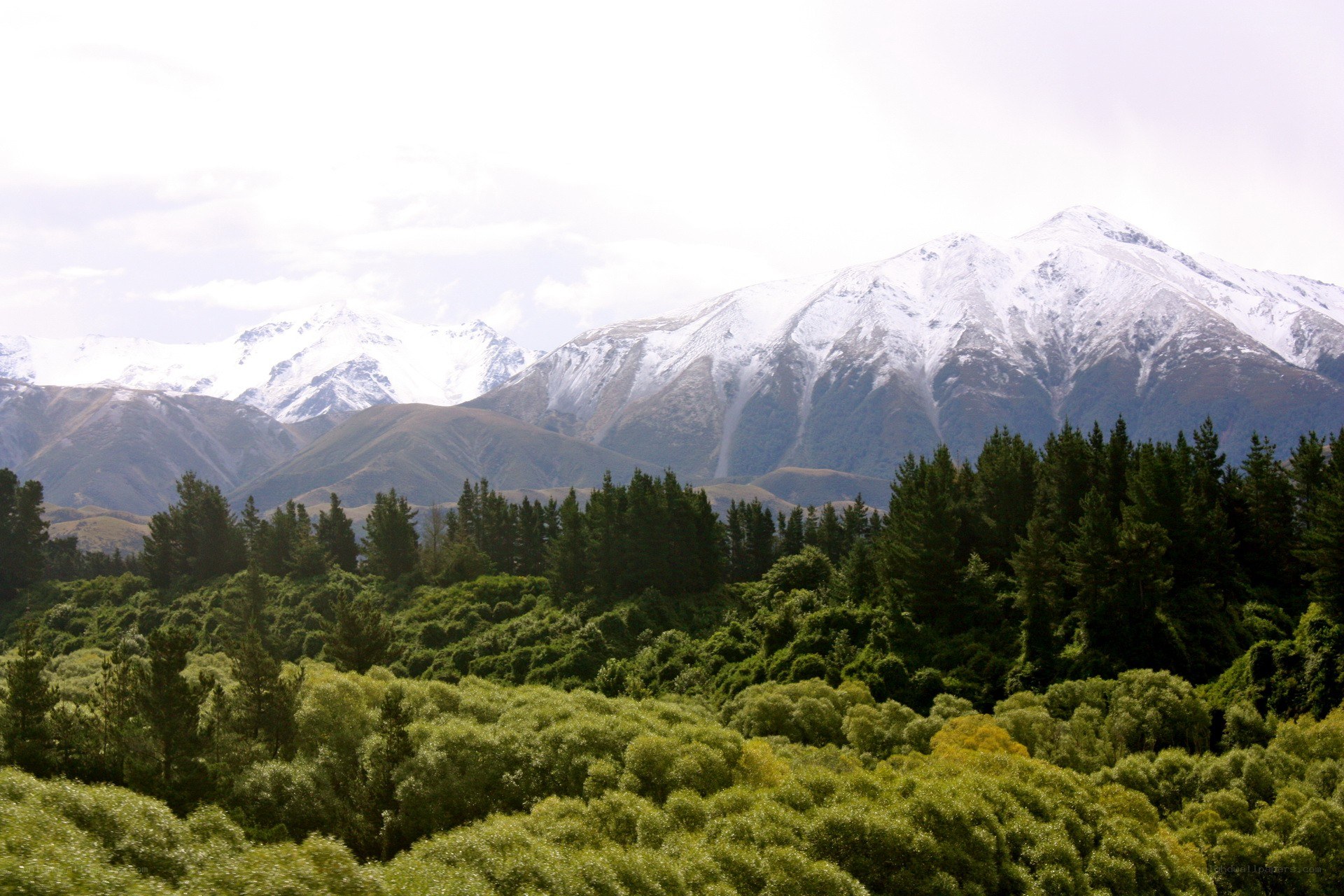 snow-capped mountains and forest