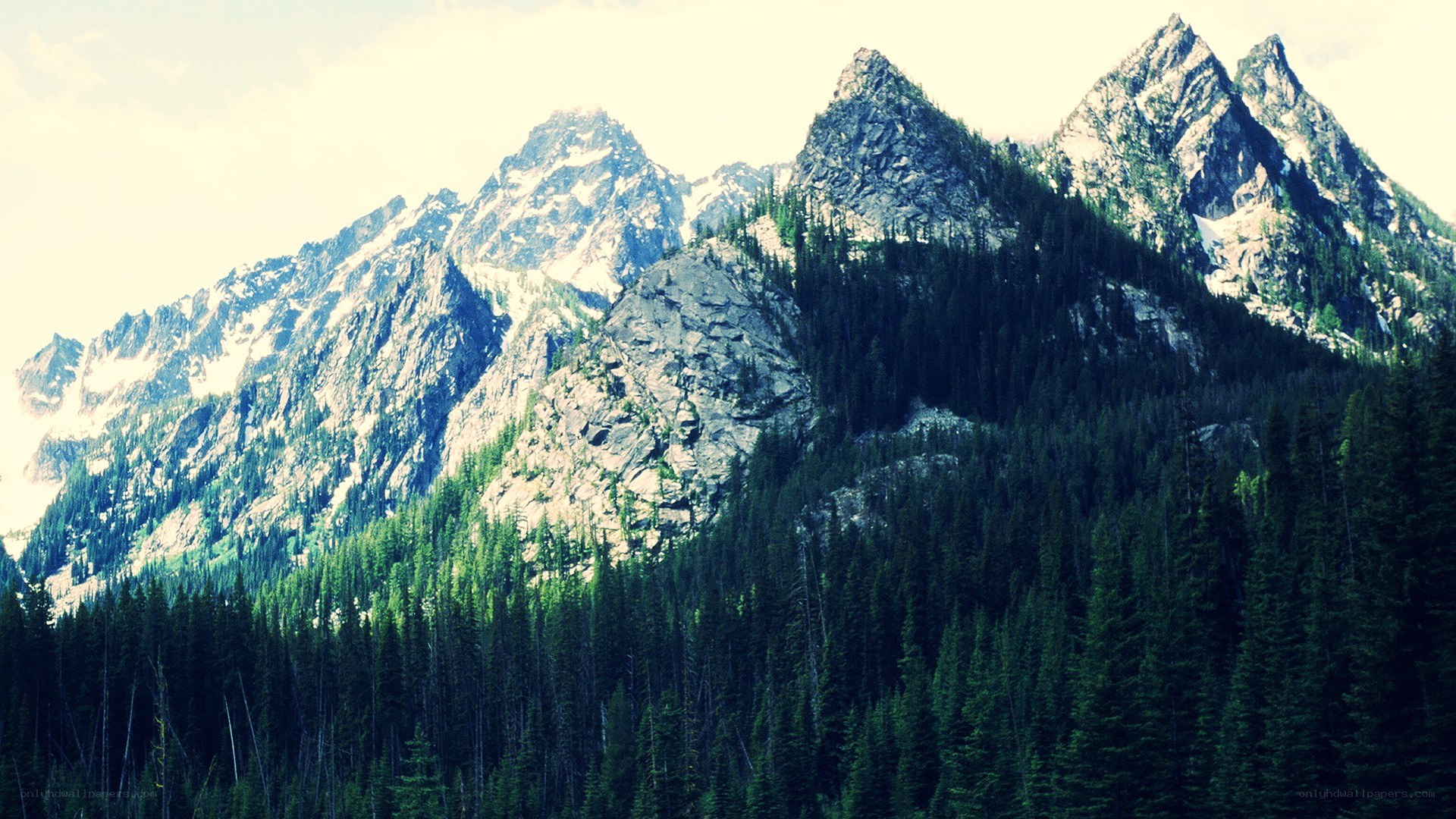 snow-capped mountains and forest