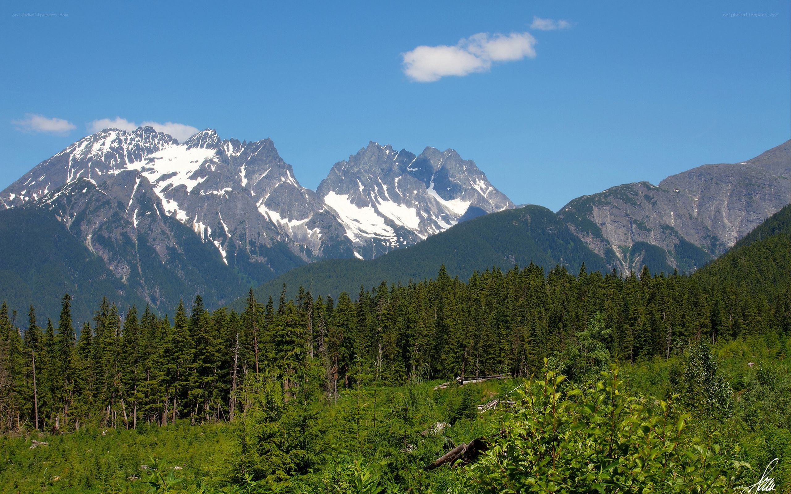 Snow-capped mountains and forest