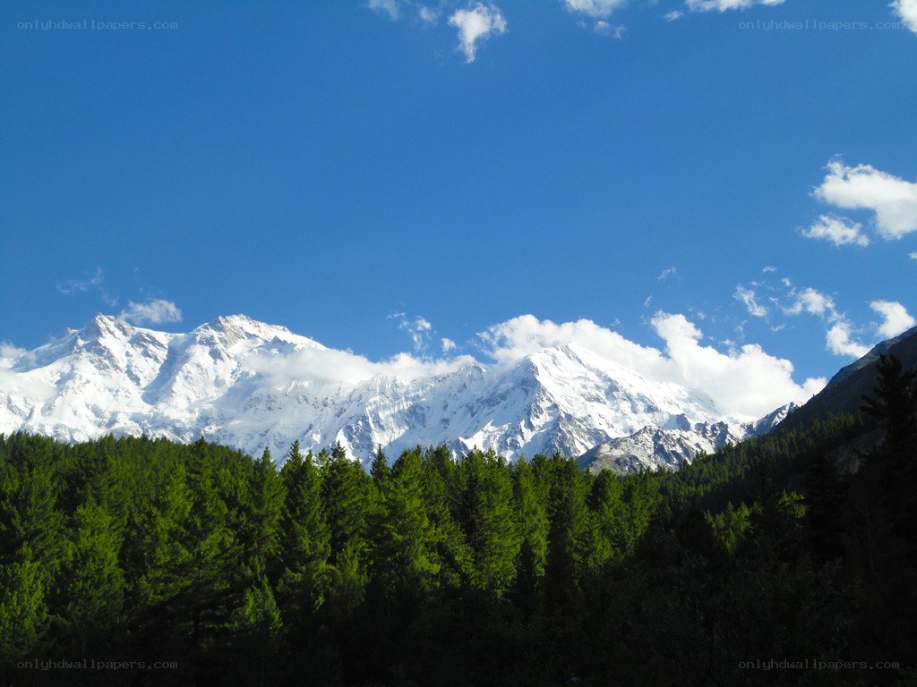 snow-capped mountains and forest