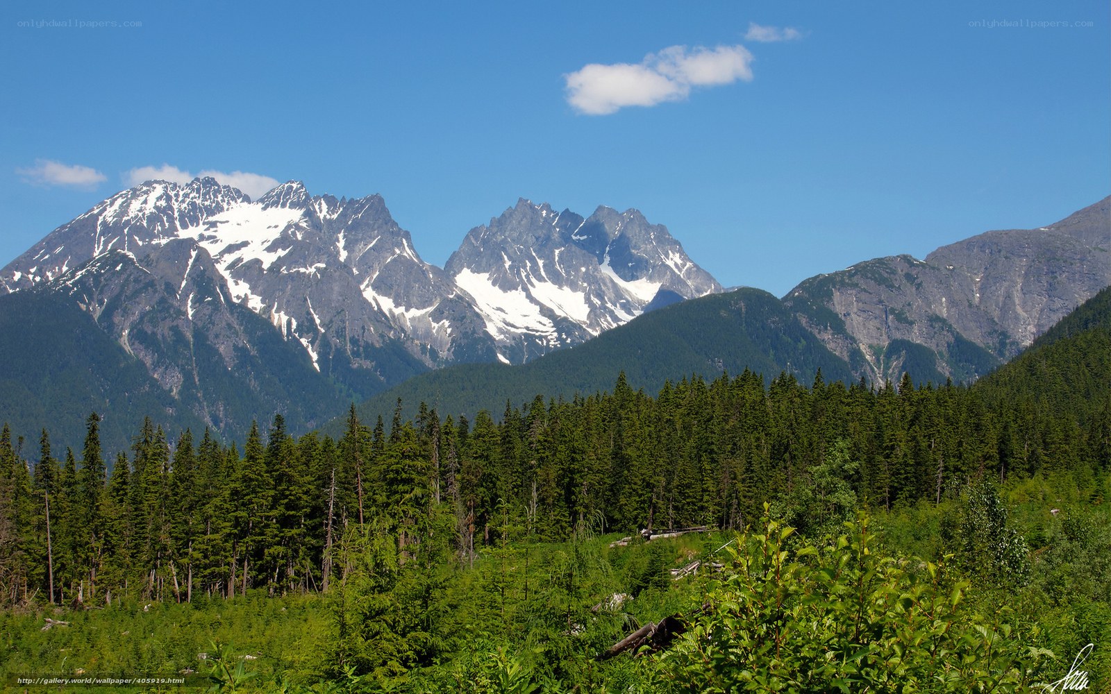 snow-capped mountains and forest