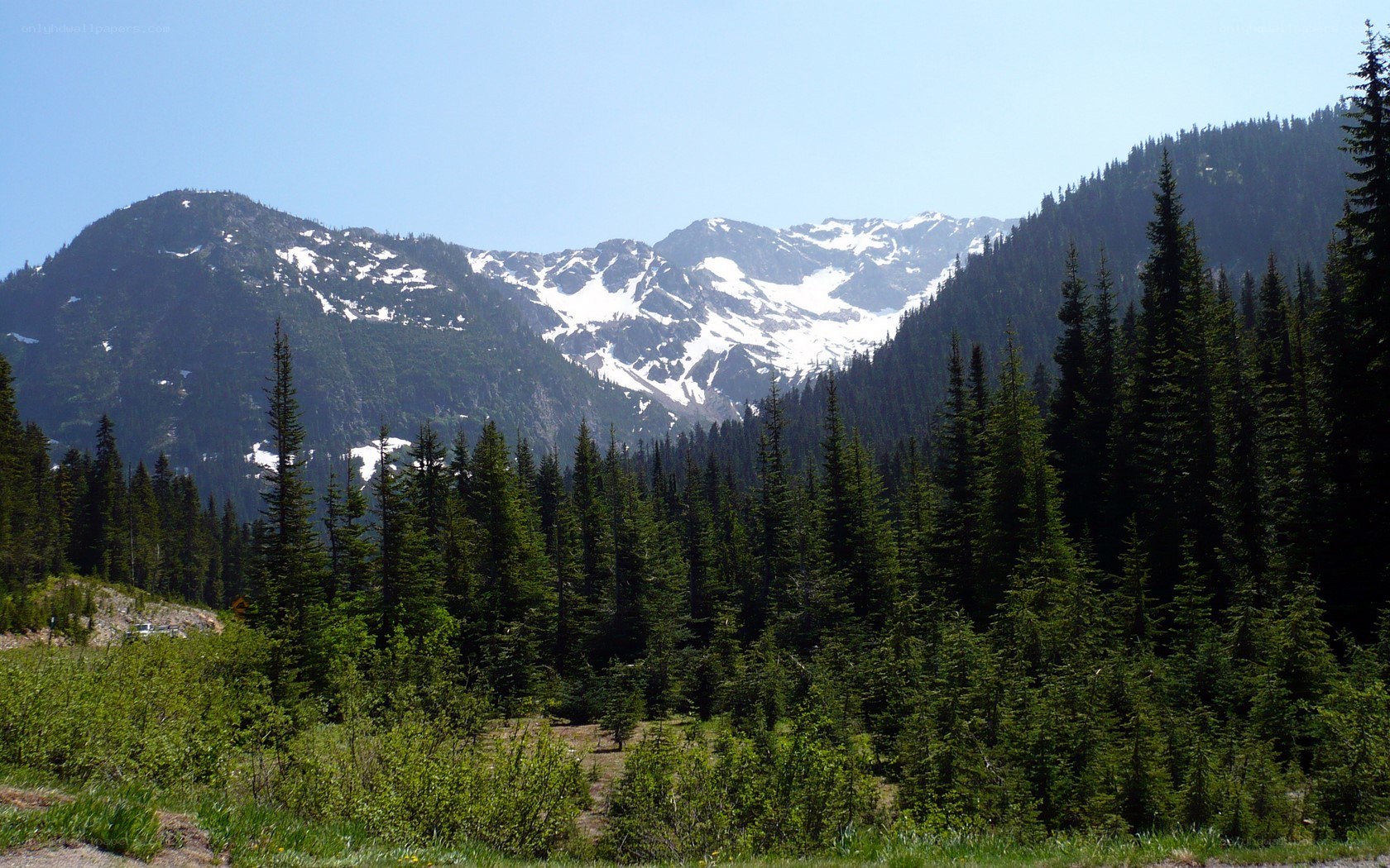 snow-capped mountains and forest