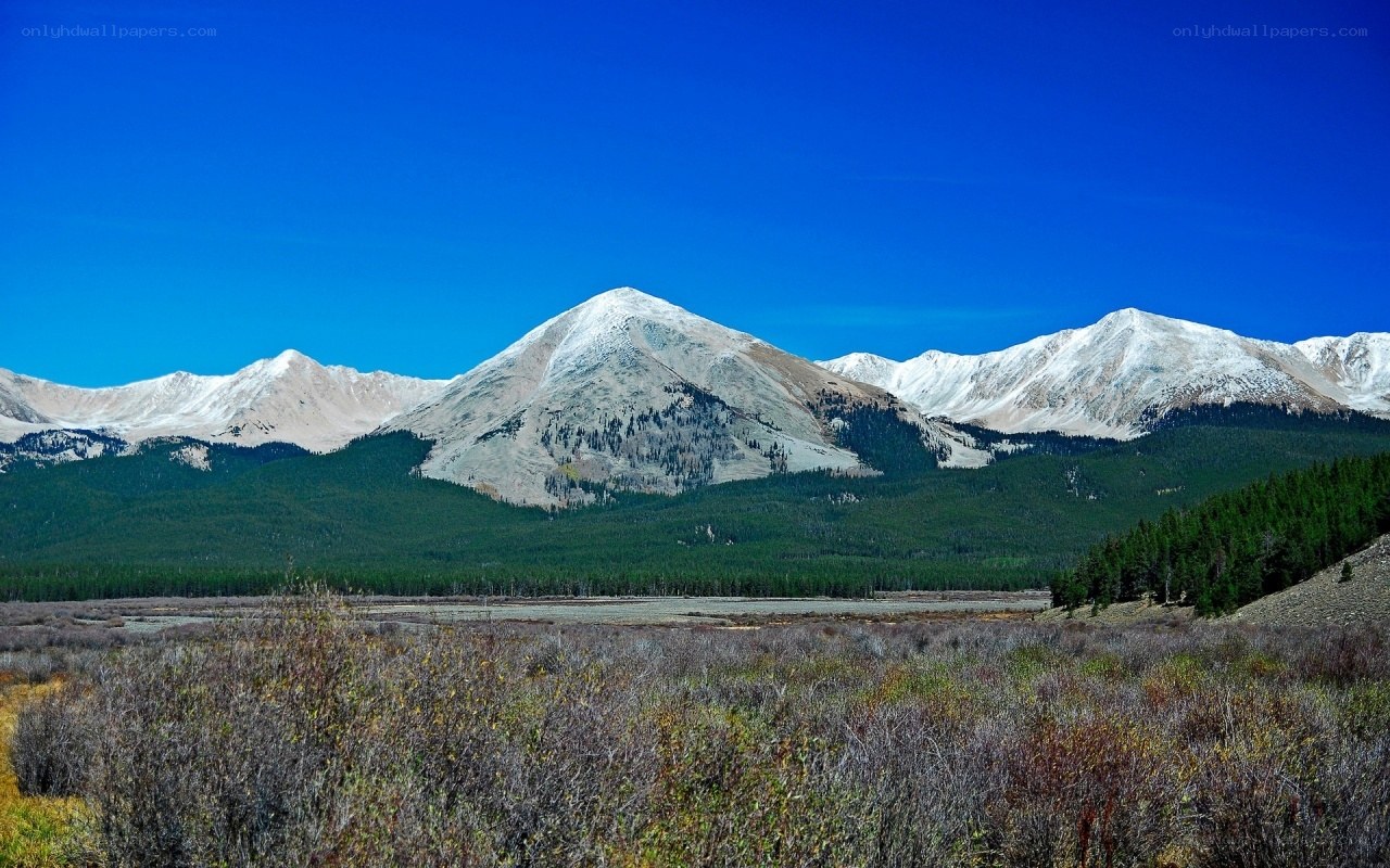 snow-capped mountains and forest