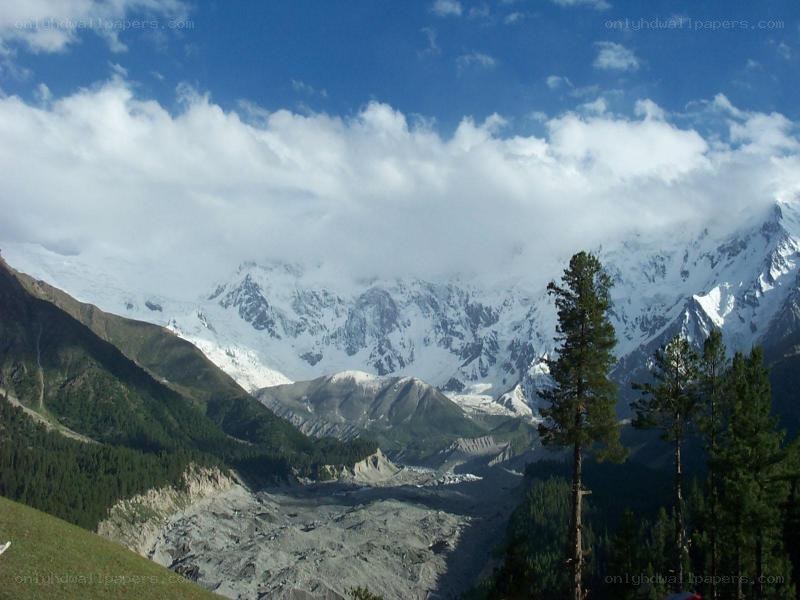 snow-capped mountains and forest