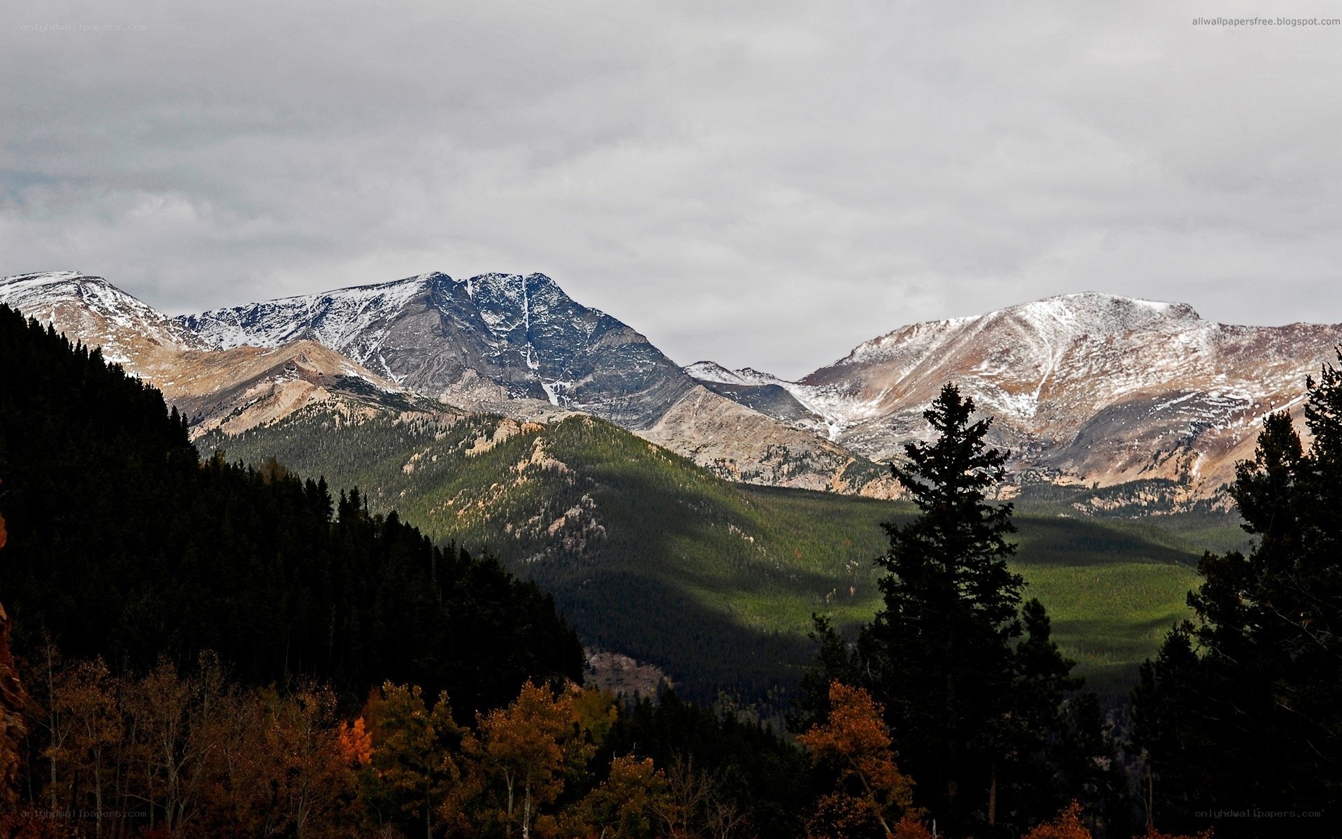 snow-capped mountains and forest