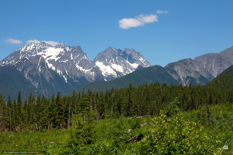 Snow-capped mountains and forest