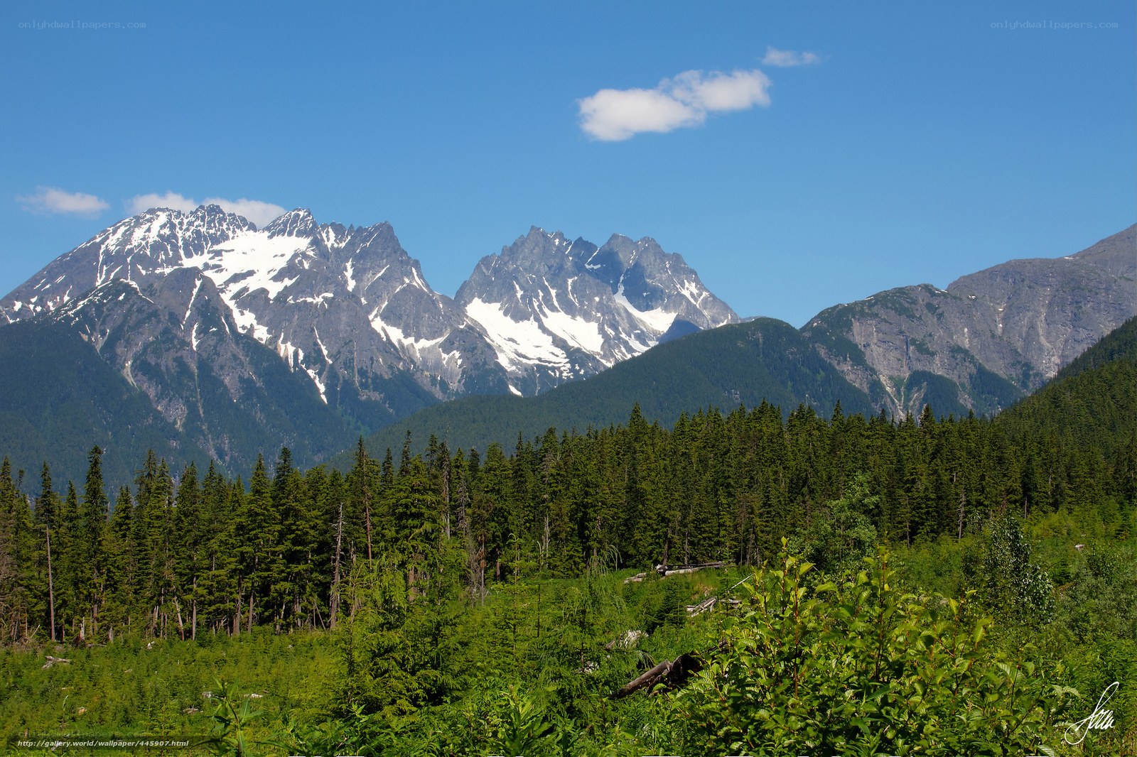 Snow-capped mountains and forest