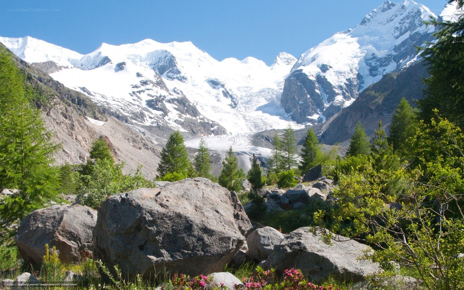 Snow-capped mountains and forest