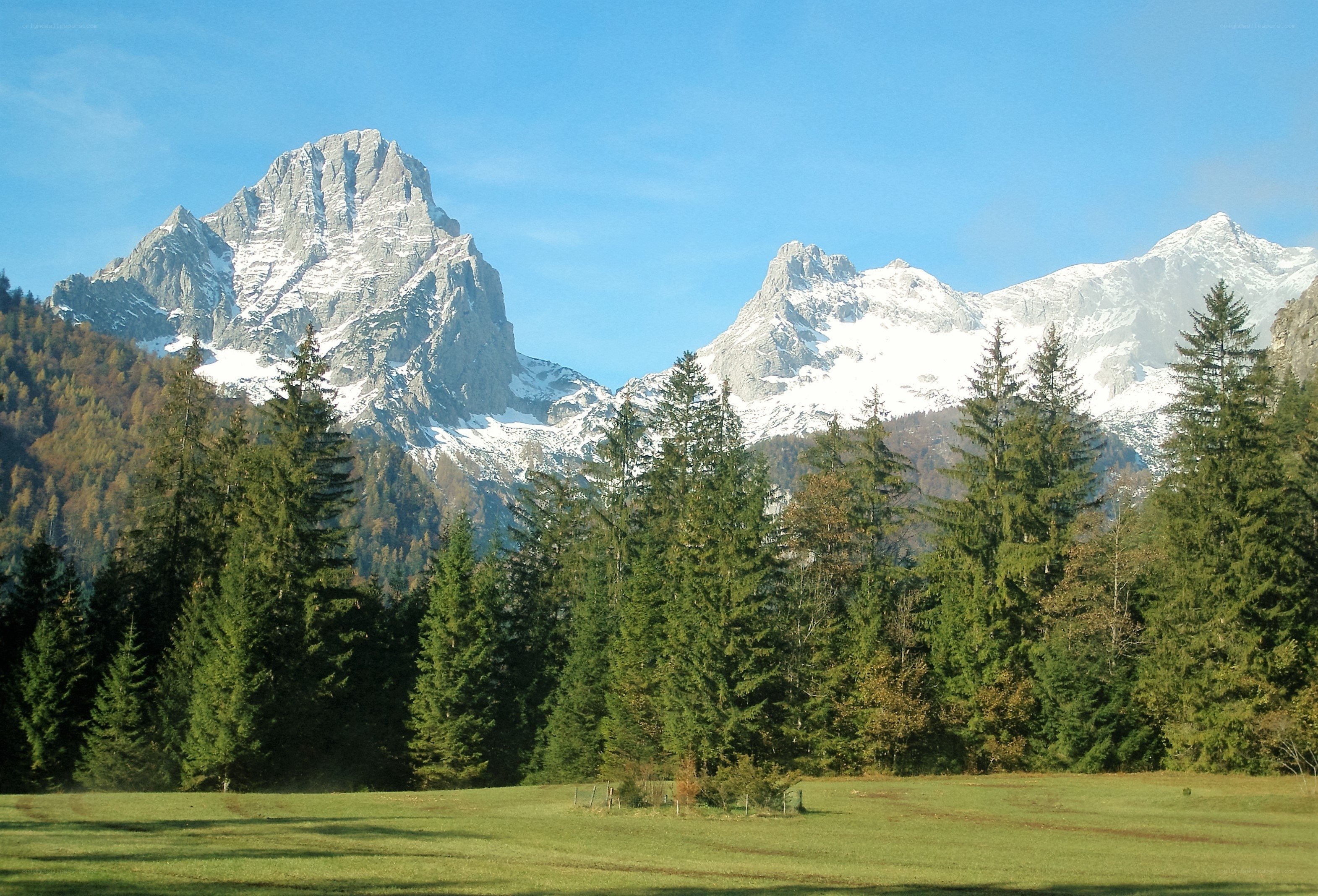 Snow-capped mountains and forest