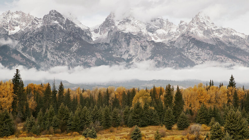 Snow-capped Mountains and Forest — Green